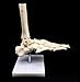 Human Foot Skeleton Model on Base, Foot Bone Skeletal,Life Size, for Science Classroom Study Display Teaching Medical Learning Resources