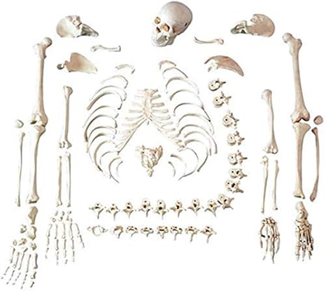 Amazon Co Jp 人間の骨格の解剖学モデル 人間の骨格モデル170cm 教育の骨格の骨の緩い大人 取り外し可能なモデル ホーム キッチン