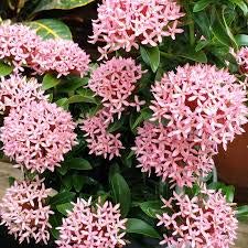 SJ STOCKS Valley Ixora Live Plant - Ixora mini Chethi Dwarf White Live Plant 1 Healthy Plant