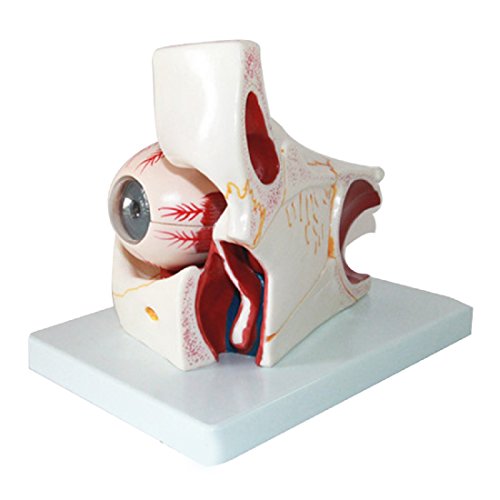 tinsay Human Eye Orbital Model Eyelid Medical Anatomy Eye Model with Orbit