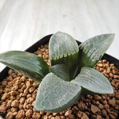 Amazon Co Jp 多肉植物 Naハオルチア 碓氷 多肉植物 ハオルチア 1118 31 現品販売 7 5cmポット ホーム キッチン