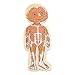 Hape Your Body 5-Layer Wooden Puzzle Girl