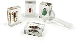 Geoworld Bug's World Collection of 10 Real Insects