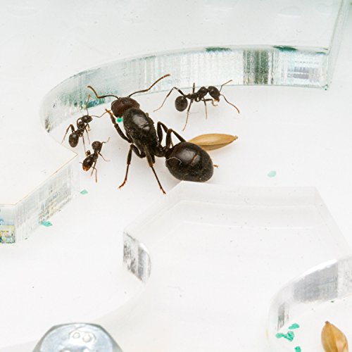 Ant Farm Educational Kit Circle Big (Formicarium, Ants) - Thumbnail 5