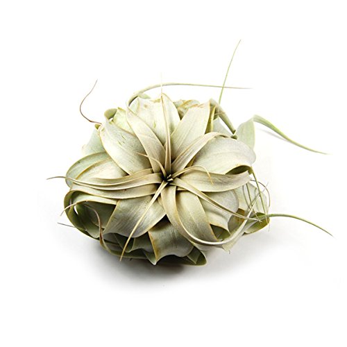 3 Large+Air+Plants+Xerographica+Appearance