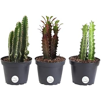 Amazon.com : Costa Farms Euphorbia Cactus, Live Indoor ...