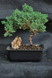 Juniper Tree Bonsai Ceramic Pot Live Plant Garden Home Indoor Yard Best Gift New