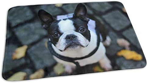 french bulldog diaper