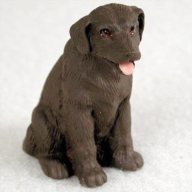 miniature chocolate labrador