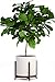 Fox & Fern Mid Century Plant Stand — 14.9 Inch Fixed Size Wooden Plant Stand for Indoor Planters (Not Included) - Extra Large Flower Pot Holder for Indoor Big Pots - Plug In Design - Acacia