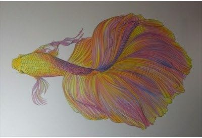 Amazon 鉛筆イラストポストカード 魚のイラスト 絵彩霞作 えはがき絵葉書postcard ポストカード 絵柄付はがき 文房具 オフィス用品