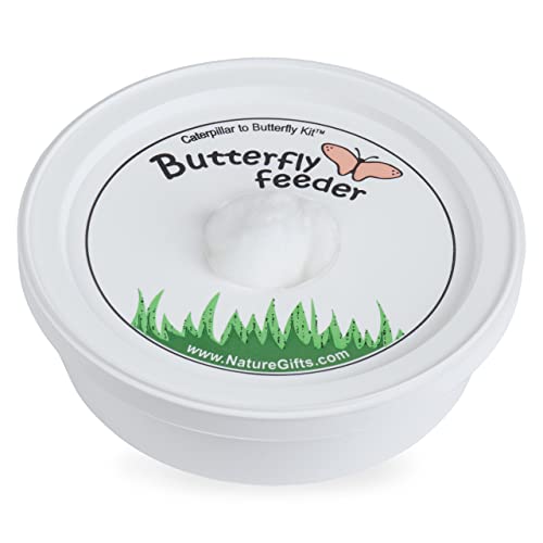 Nature Gift Store 5 Live Caterpillars Shipped Now Butterfly Kit Refill