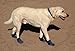 Ultra Paws Cool Boots - Large - 4 boots - 3 1/4