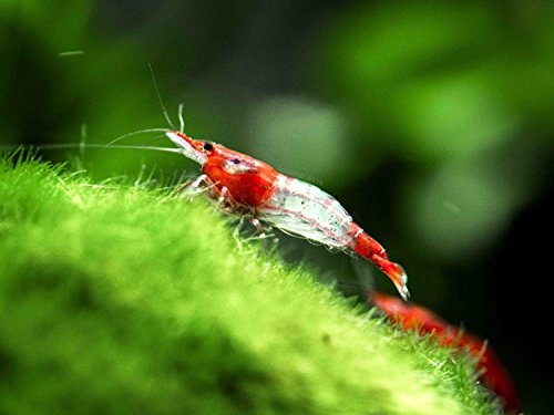 1 Live Red Rili Shrimp (Neocaridina davidi) - Breeding Age Young Adult at 1/2 to 1 Inch Long by Aquatic Arts