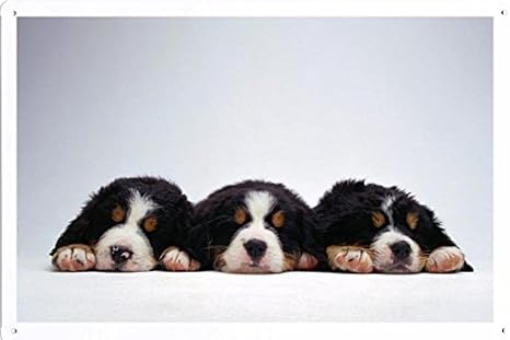 Amazon Co Jp バーニーズ マウンテン ドッグのティンサイン 金属看板 ポスター Tin Sign Metal Poster Of Bernese Mountain Dog ホーム キッチン