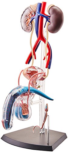 Famemaster 4D-Vision Human Male Reproductive Anatomy Model