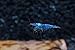 SoShrimp 5 Blue Velvet Shrimp - Neocaridina davidi Live Freshwater Aquarium Shrimp - 1/4 to 1 inch Long