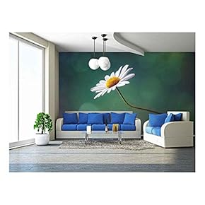 Daisy or Camomile Isolated Nature Background - Removable Wall Mural | Self-Adhesive Large Wallpaper - 66x96 inches