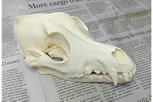 FGRID Animal Specimen Real Animal Skull Specimen Taxidermy Cleaned Skull Collection Fox, cat, Mink, Crocodile, Dog, Raccoon, Snake, Rabbit, Goat ，Muskrat，Nutria，Fox's paw (1pcs,The Dog)