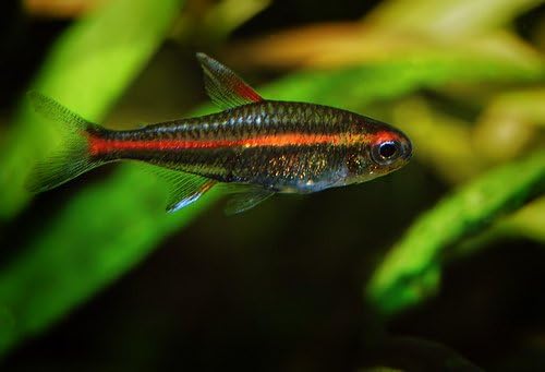 neon freshwater fish