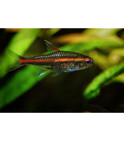 Live Freshwater Fish 3 X 1 Inch Cardinal Tetra