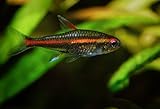 WorldwideTropicals Live Freshwater Aquarium Fish