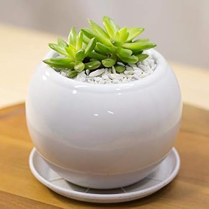 Amazon Co Jp 多肉植物 サンライズマム グラプトベリア属 陶器鉢 プラ鉢皿付 高さ約12cm 約14cm Diy 工具 ガーデン