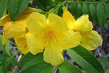 Farmerly 10 Tecoma Stans (Yellow Trumpetbush/Yellow Bells/Yellow Elder/Esperanza) Flower Shrub Bush Seeds