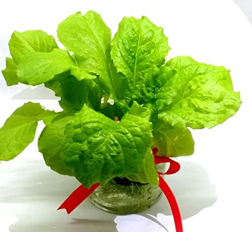 家庭用 野菜の水耕栽培キット 窓際族 窓辺でサンチュ お得クーポン発行中