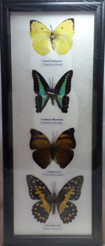 REAL BUTTERFLIES Collection Taxidermy Framed