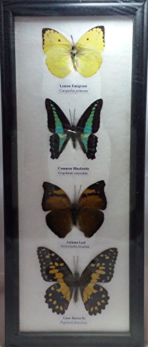 REAL 4 MIX BUTTERFLIES Collection Taxidermy Framed