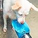 PupFlask Large Dog Water Bottle | 27 or 40 OZ Stainless Steel | Convenient Dog Drink Dispenser | Puppy Travel Water Bowl | Portable Pet Hydration Bottle | Leak Proof | Perfect Size For All Breeds