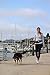 One Trail Hands Free Dog Leash | Durable Bungee Leash with No-Bounce Pack | for Men & Women | Large or Medium Dogs (Large Dog Grey)