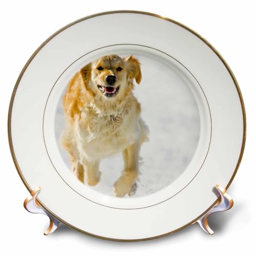 3dRose Colorado, Summit County, golden retriever dog - US06 BJA0072 - Jaynes Ga…