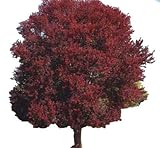 Burgundy Belle Maple Tree - Acer rubrum â€œMagnificent Magentaâ€ - Heavy Established Roots - Two Gallon Potted - 1 Plant by Growers Solution