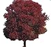 Burgundy Belle Maple Tree - Acer rubrum “Magnificent Magenta” - Heavy Established Roots - Two Gallon Potted - 1 Plant by Growers Solution