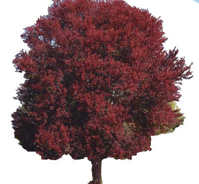 Burgundy Belle Maple Tree - Acer rubrum “Magnificent Magenta” - Heavy Established Roots - Two Gallon Potted - 1 Plant by Growers Solution Burgundy Belle Maple Tree - Acer rubrum “Magnificent Magenta” - Heavy Established Roots - Two Gallon Potted - 1 Plant by Growers Solution