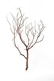 Koyal Wholesale Real Manzanita Branches, 12-Inch, Natural Brown