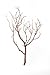 Koyal Wholesale Real Manzanita Branches, 12-Inch, Natural Brown