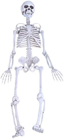 Correctstore Toy Human Skeleton Full Body Anatomical Model For Halloween