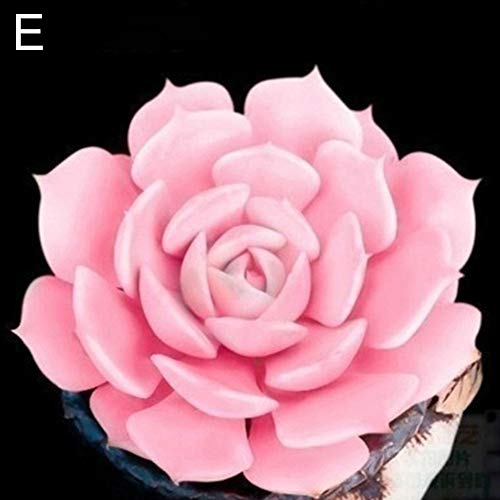 scgtpapadc 200Pcs Aquarium Aquatic Plant Pistia Stratiotes Seeds Pool Fish Tank Pond Decor - 200pcs Pistia Stratiotes Seeds Plant Seeds Flower Seeds - Thumbnail 6
