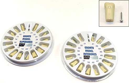 Replacement Typodont Teeth Ivorine Model 560 Upper Lower Complete Kit ARTMED by ARTMED