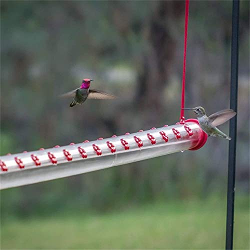 Bob's Best Hummingbird Feeder,Hummingbird Feeder with Hole Birds