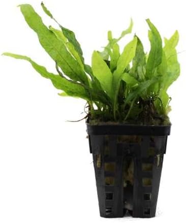 Water Plants Java Fern Mini - Microsorum Mini - Live Aquarium Plant
