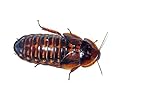 Adult Dubia Roaches 20 Females