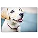 PUPPIES postcard set of 20 postcards. Puppy post card variety pack. Made in USA.