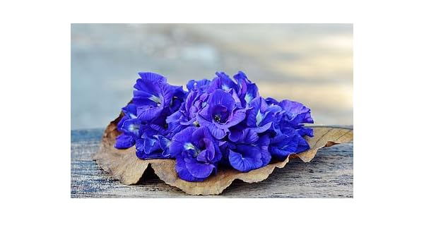 Amazoncom Butterfly Pea Blue Flower Tea Home Kitchen