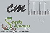 Seeds & Plants Shop by Ipsa 10x Blechnum Stipitatum Fern Leaves view 2