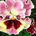 Ruffled Ponygirl Pansy Seeds 50 Seeds Upc 647923988901