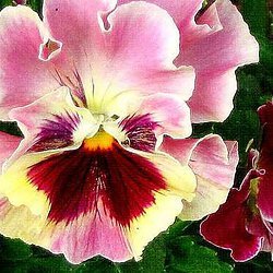 Ruffled Ponygirl Pansy Seeds 50 Seeds Upc 647923988901